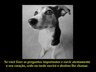 Se você fizer as perguntas importantes e ouvir atentamente
 o seu coração, cedo ou tarde ouvirá o destino lhe chamar.
 