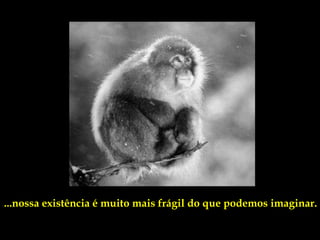 ...nossa existência é muito mais frágil do que podemos imaginar.
 