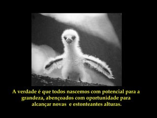A verdade é que todos nascemos com potencial para a
   grandeza, abençoados com oportunidade para
       alcançar novas e estonteantes alturas.
 