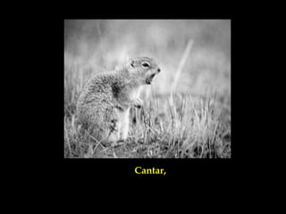 Cantar,
 