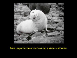 Não importa como você a olha, a vida é estranha.
 