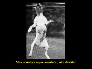 Mas, aconteça o que acontecer, não desista!
 