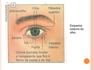 Esquema
externo do
olho.
 