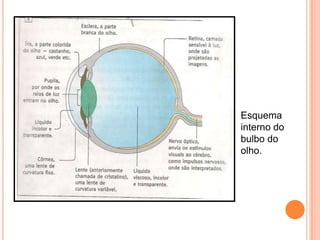 Esquema
interno do
bulbo do
olho.
 