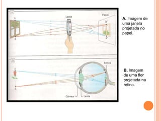 A. Imagem de
uma janela
projetada no
papel.
B. Imagem
de uma flor
projetada na
retina.
 