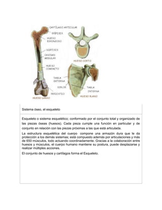 Sistema óseo, el esqueleto
Esqueleto o sistema esquelético; conformado por el conjunto total y organizado de
las piezas óseas (huesos). Cada pieza cumple una función en particular y de
conjunto en relación con las piezas próximas a las que está articulada.
La estructura esquelética del cuerpo compone una armazón dura que le da
protección a los demás sistemas; está compuesto además por articulaciones y más
de 650 músculos, todo actuando coordinadamente. Gracias a la colaboración entre
huesos y músculos, el cuerpo humano mantiene su postura, puede desplazarse y
realizar múltiples acciones.
El conjunto de huesos y cartílagos forma el Esqueleto.
 