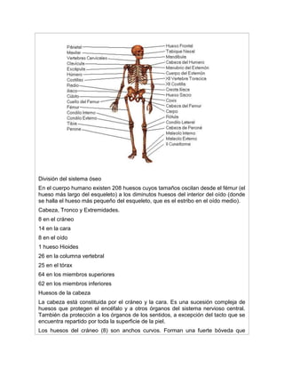 División del sistema óseo
En el cuerpo humano existen 208 huesos cuyos tamaños oscilan desde el fémur (el
hueso más largo del esqueleto) a los diminutos huesos del interior del oído (donde
se halla el hueso más pequeño del esqueleto, que es el estribo en el oído medio).
Cabeza, Tronco y Extremidades.
8 en el cráneo
14 en la cara
8 en el oído
1 hueso Hioides
26 en la columna vertebral
25 en el tórax
64 en los miembros superiores
62 en los miembros inferiores
Huesos de la cabeza
La cabeza está constituida por el cráneo y la cara. Es una sucesión compleja de
huesos que protegen el encéfalo y a otros órganos del sistema nervioso central.
También da protección a los órganos de los sentidos, a excepción del tacto que se
encuentra repartido por toda la superficie de la piel.
Los huesos del cráneo (8) son anchos curvos. Forman una fuerte bóveda que
 