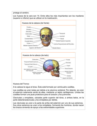 protege al cerebro.
Los huesos de la cara son 14. Entre ellos los más importantes son los maxilares
(superior e inferior) que se utilizan en la masticación.
Huesos de la cabeza (de frente)
Huesos de la cabeza (de lado)
Huesos del Tronco
A la cabeza le sigue el tórax. Éste está formado por veinticuatro costillas.
Las costillas se unen todas por detrás a la columna vertebral. Por delante, se unen
al esternón solamente veinte de ellas, mediante un tejido cartilaginoso. Unidas las
costillas forman una jaula protectora para el corazón y los pulmones.
Clavículas y omoplatos, ubicadas parte superior del tórax, a ambos lados, en la
parte delanteraclavículas y los omóplatos por detrás.
Las clavículas se unen a la parte de arriba del esternón por uno de sus extremos.
Sus otros extremos se unen a los omóplatos, formando los hombros, donde nacen
los brazos sirviendo de apoyo a las extremidades superiores
 