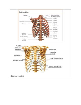 Caja torácica
Columna vertebral
 