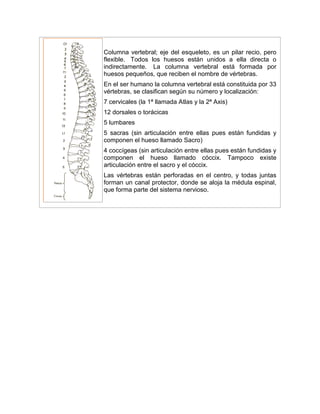 Columna vertebral; eje del esqueleto, es un pilar recio, pero
flexible. Todos los huesos están unidos a ella directa o
indirectamente. La columna vertebral está formada por
huesos pequeños, que reciben el nombre de vértebras.
En el ser humano la columna vertebral está constituida por 33
vértebras, se clasifican según su número y localización:
7 cervicales (la 1ª llamada Atlas y la 2ª Axis)
12 dorsales o torácicas
5 lumbares
5 sacras (sin articulación entre ellas pues están fundidas y
componen el hueso llamado Sacro)
4 coccígeas (sin articulación entre ellas pues están fundidas y
componen el hueso llamado cóccix. Tampoco existe
articulación entre el sacro y el cóccix.
Las vértebras están perforadas en el centro, y todas juntas
forman un canal protector, donde se aloja la médula espinal,
que forma parte del sistema nervioso.
 