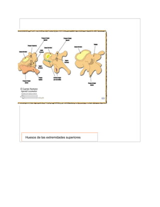 Huesos de las extremidades superiores
 