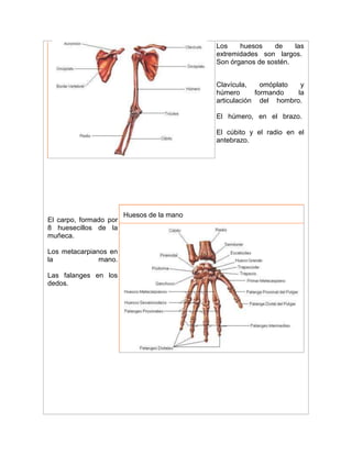 Los huesos de las
extremidades son largos.
Son órganos de sostén.
Clavícula, omóplato y
húmero formando la
articulación del hombro.
El húmero, en el brazo.
El cúbito y el radio en el
antebrazo.
El carpo, formado por
8 huesecillos de la
muñeca.
Los metacarpianos en
la mano.
Las falanges en los
dedos.
Huesos de la mano
 