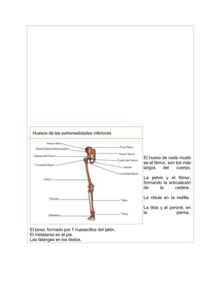El hueso de cada muslo
es el fémur, son los más
largos del cuerpo.
La pelvis y el fémur,
formando la articulación
de la cadera.
La rótula en la rodilla.
La tibia y el peroné, en
la pierna.
El tarso, formado por 7 huesecillos del talón.
El metatarso en el pie.
Las falanges en los dedos.
Huesos de las extremedidades inferiores
 