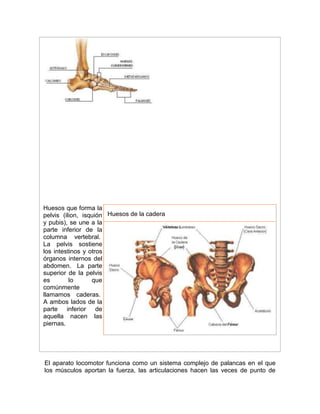 Huesos que forma la
pelvis (ilion, isquión
y pubis), se une a la
parte inferior de la
columna vertebral.
La pelvis sostiene
los intestinos y otros
órganos internos del
abdomen. La parte
superior de la pelvis
es lo que
comúnmente
llamamos caderas.
A ambos lados de la
parte inferior de
aquella nacen las
piernas.
Huesos de la cadera
El aparato locomotor funciona como un sistema complejo de palancas en el que
los músculos aportan la fuerza, las articulaciones hacen las veces de punto de
 