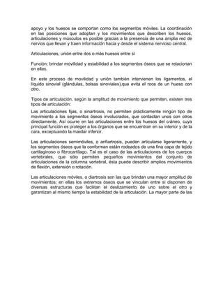 apoyo y los huesos se comportan como los segmentos móviles. La coordinación
en las posiciones que adoptan y los movimientos que describen los huesos,
articulaciones y músculos es posible gracias a la presencia de una amplia red de
nervios que llevan y traen información hacia y desde el sistema nervioso central.
Articulaciones, unión entre dos o más huesos entre sí
Función; brindar movilidad y estabilidad a los segmentos óseos que se relacionan
en ellas.
En este proceso de movilidad y unión también intervienen los ligamentos, el
líquido sinovial (glándulas, bolsas sinoviales),que evita el roce de un hueso con
otro.
Tipos de articulación, según la amplitud de movimiento que permiten, existen tres
tipos de articulación:
Las articulaciones fijas, o sinartrosis, no permiten prácticamente ningún tipo de
movimiento a los segmentos óseos involucrados, que contactan unos con otros
directamente. Así ocurre en las articulaciones entre los huesos del cráneo, cuya
principal función es proteger a los órganos que se encuentran en su interior y de la
cara, exceptuando la maxilar inferior.
Las articulaciones semimóviles, o anfiartrosis, pueden articularse ligeramente, y
los segmentos óseos que la conforman están rodeados de una fina capa de tejido
cartilaginoso o fibrocartílago. Tal es el caso de las articulaciones de los cuerpos
vertebrales, que sólo permiten pequeños movimientos del conjunto de
articulaciones de la columna vertebral, ésta puede describir amplios movimientos
de flexión, extensión o rotación.
Las articulaciones móviles, o diartrosis son las que brindan una mayor amplitud de
movimientos; en ellas los extremos óseos que se vinculan entre sí disponen de
diversas estructuras que facilitan el deslizamiento de uno sobre el otro y
garantizan al mismo tiempo la estabilidad de la articulación. La mayor parte de las
 