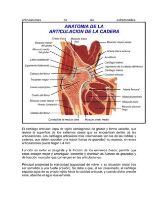 articulaciones de las extremidades.
El cartílago articular; capa de tejido cartilaginoso de grosor y forma variable, que
reviste la superficie de los extremos óseos que se encuentran dentro de las
articulaciones. Los cartílagos articulares más voluminosos son los de las rodillas y
caderas, que deben soportar una mayor fuerza de gravedad: su espesor, en estas
articulaciones puede llegar a 4 mm.
Función es evitar el desgaste y la fricción de los extremos óseos, permitir que
éstos encajen mejor y amortiguar, transmitir y distribuir las fuerzas de gravedad y
de tracción muscular que convergen en las articulaciones.
Principal propiedad la elasticidad (capacidad de volver a su situación inicial tras
ser sometido a una fuerte presión). Se debe a que, al ser presionado, el cartílago
expulsa agua de su propio tejido hacia la cavidad articular, y cuando dicha presión
cesa, absorbe el agua nuevamente.
 