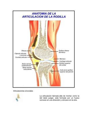 Articulaciones sinoviales
La articulación llamada silla de montar, como la
del dedo pulgar, está formada por un hueso
convexo en una dirección y cóncavo en la otra.
 