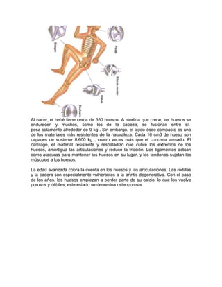 Al nacer, el bebé tiene cerca de 350 huesos. A medida que crece, los huesos se
endurecen y muchos, como los de la cabeza, se fusionan entre sí.
pesa solamente alrededor de 9 kg . Sin embargo, el tejido óseo compacto es uno
de los materiales más resistentes de la naturaleza. Cada 16 cm3 de hueso son
capaces de sostener 8.600 kg , cuatro veces más que el concreto armado. El
cartílago, el material resistente y resbaladizo que cubre los extremos de los
huesos, amortigua las articulaciones y reduce la fricción. Los ligamentos actúan
como ataduras para mantener los huesos en su lugar, y los tendones sujetan los
músculos a los huesos.
La edad avanzada cobra la cuenta en los huesos y las articulaciones. Las rodillas
y la cadera son especialmente vulnerables a la artritis degenerativa. Con el paso
de los años, los huesos empiezan a perder parte de su calcio, lo que los vuelve
porosos y débiles; este estado se denomina osteoporosis
 