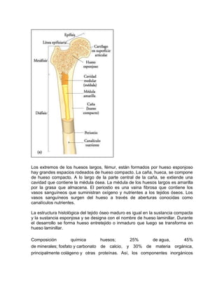 Los extremos de los huesos largos, fémur, están formados por hueso esponjoso
hay grandes espacios rodeados de hueso compacto. La caña, hueca, se compone
de hueso compacto. A lo largo de la parte central de la caña, se extiende una
cavidad que contiene la médula ósea. La médula de los huesos largos es amarilla
por la grasa que almacena. El periostio es una vaina fibrosa que contiene los
vasos sanguíneos que suministran oxígeno y nutrientes a los tejidos óseos. Los
vasos sanguíneos surgen del hueso a través de aberturas conocidas como
canalículos nutrientes.
La estructura histológica del tejido óseo maduro es igual en la sustancia compacta
y la sustancia esponjosa y se designa con el nombre de hueso laminillar. Durante
el desarrollo se forma hueso entretejido o inmaduro que luego se transforma en
hueso laminillar.
Composición química huesos; 25% de agua, 45%
de minerales; fosfato y carbonato de calcio, y 30% de materia orgánica,
principalmente colágeno y otras proteínas. Así, los componentes inorgánicos
 