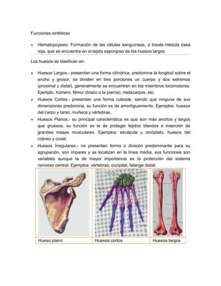 Funciones sintéticas
Hematopoyesis: Formación de las células sanguíneas, a través médula ósea
roja, que se encuentra en el tejido esponjoso de los huesos largos
Los huesos se clasifican en:
Huesos Largos.- presentan una forma cilíndrica, predomina la longitud sobre el
ancho y grosor, se dividen en tres porciones un cuerpo y dos extremos
(proximal y distal), generalmente se encuentran en los miembros locomotores.
Ejemplo: húmero, fémur (brazo o la pierna), metacarpos, etc.
Huesos Cortos.- presentan una forma cuboide, siendo que ninguna de sus
dimensiones predomina, su función es de amortiguamiento. Ejemplos: huesos
del carpo y tarso; muñeca y vértebras.
Huesos Planos.- su principal característica es que son más anchos y largos
que gruesos, su función es la de proteger tejidos blandos e inserción de
grandes masas musculares. Ejemplos: escápula u omóplato, huesos del
cráneo y coxal.
Huesos Irregulares.- no presentan forma o división predominante para su
agrupación, son impares y se localizan en la línea media, sus funciones son
variables aunque la de mayor importancia es la protección del sistema
nervioso central. Ejemplos: vértebras, occipital, falange distal.
Hueso plano Huesos cortos Huesos largos
 