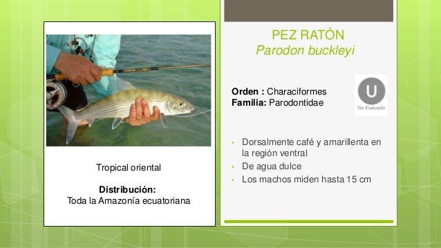 Peces Oseos Del Ecuador