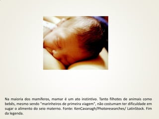 Na maioria dos mamíferos, mamar é um ato instintivo. Tanto filhotes de animais como
bebês, mesmo sendo "marinheiros de primeira viagem", não costumam ter dificuldade em
sugar o alimento do seio materno. Fonte: KenCavanagh/Photoresearches/ LatinStock. Fim
da legenda.
 