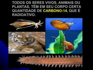 TODOS OS SERES VIVOS, ANIMAIS OU PLANTAS, TÊM EM SEU CORPO CERTA QUANTIDADE DE  CARBONO-14 , QUE É RADIOATIVO. 