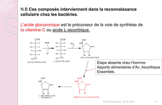Franck Rencurel 2019-2020 41
N.B Ces composés interviennent dans la reconnaissance
cellulaire chez les bactéries.
L'acide glucuronique est le précurseur de la voie de synthèse de
la vitamine C ou acide L-ascorbique.
Etape absente chez l’homme
Apports alimentaires d’Ac. Ascorbique
Essentiels.
 