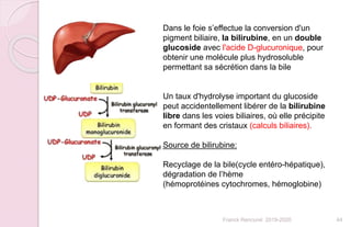 Franck Rencurel 2019-2020 44
Dans le foie s’effectue la conversion d'un
pigment biliaire, la bilirubine, en un double
glucoside avec l'acide D-glucuronique, pour
obtenir une molécule plus hydrosoluble
permettant sa sécrétion dans la bile
Un taux d'hydrolyse important du glucoside
peut accidentellement libérer de la bilirubine
libre dans les voies biliaires, où elle précipite
en formant des cristaux (calculs biliaires).
Source de bilirubine:
Recyclage de la bile(cycle entéro-hépatique),
dégradation de l’hème
(hémoprotéines cytochromes, hémoglobine)
 