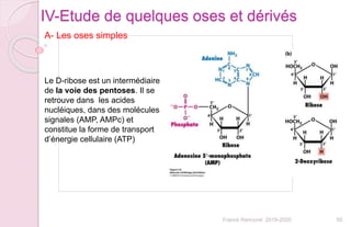 50Franck Rencurel 2019-2020
IV-Etude de quelques oses et dérivés
A- Les oses simples
Le D-ribose est un intermédiaire
de la voie des pentoses. Il se
retrouve dans les acides
nucléiques, dans des molécules
signales (AMP, AMPc) et
constitue la forme de transport
d’énergie cellulaire (ATP)
 