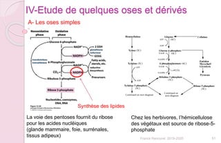 51Franck Rencurel 2019-2020
IV-Etude de quelques oses et dérivés
A- Les oses simples
La voie des pentoses fournit du ribose
pour les acides nucléiques
(glande mammaire, foie, surrénales,
tissus adipeux)
Chez les herbivores, l’hémicellulose
des végétaux est source de ribose-5-
phosphate
Synthèse des lipides
 