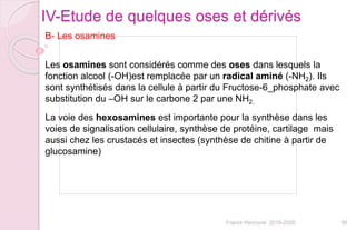 56Franck Rencurel 2019-2020
IV-Etude de quelques oses et dérivés
B- Les osamines
Les osamines sont considérés comme des oses dans lesquels la
fonction alcool (-OH)est remplacée par un radical aminé (-NH2). Ils
sont synthétisés dans la cellule à partir du Fructose-6_phosphate avec
substitution du –OH sur le carbone 2 par une NH2.
La voie des hexosamines est importante pour la synthèse dans les
voies de signalisation cellulaire, synthèse de protéine, cartilage mais
aussi chez les crustacés et insectes (synthèse de chitine à partir de
glucosamine)
 