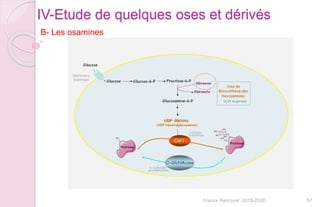 57Franck Rencurel 2019-2020
IV-Etude de quelques oses et dérivés
B- Les osamines
 