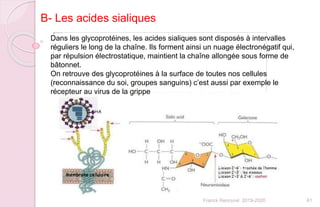 61Franck Rencurel 2019-2020
Dans les glycoprotéines, les acides sialiques sont disposés à intervalles
réguliers le long de la chaîne. Ils forment ainsi un nuage électronégatif qui,
par répulsion électrostatique, maintient la chaîne allongée sous forme de
bâtonnet.
On retrouve des glycoprotéines à la surface de toutes nos cellules
(reconnaissance du soi, groupes sanguins) c’est aussi par exemple le
récepteur au virus de la grippe
B- Les acides sialiques
 