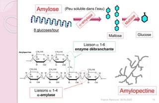 Amylose
8 glucoses/tour
Maltose Glucose
Liaisons a 1-4
a-amylase
Liaison a 1-6
enzyme débranchante
70
Amylopectine
(Peu soluble dans l’eau)
Franck Rencurel 2019-2020
 