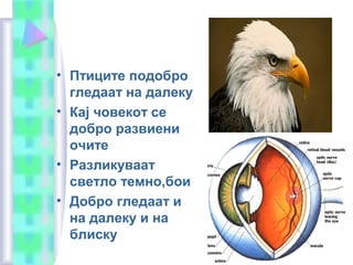 • Птиците подобро
гледаат на далеку
• Кај човекот се
добро развиени
очите
• Разликуваат
светло темно,бои
• Добро гледаат и
на далеку и на
блиску
 