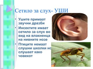 Сетило за слух- УШИ
• Ушите примаат
звучни дразби
• Инсектите имаат
сетило за слух во
вид на влакненца
на нивните нозе
• Птиците немаат
слушни школки но
слушаат како
човекот
 