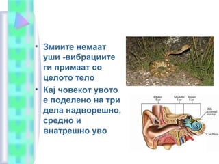 • Змиите немаат
уши -вибрациите
ги примаат со
целото тело
• Кај човекот увото
е поделено на три
дела надворешно,
средно и
внатрешно уво
 