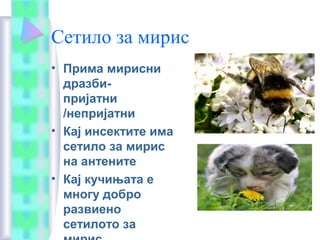 Сетило за мирис
• Прима мирисни
дразби-
пријатни
/непријатни
• Кај инсектите има
сетило за мирис
на антените
• Кај кучињата е
многу добро
развиено
сетилото за
 