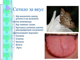 Сетило за вкус
• Кај инсектите околу
устата и на антените
ситни влакненца
• Кај човекот Јазик
• Купчиња сетилни клетки
распределени на јазикот
препознаваат вкусови:
• Солено
• Слатко
• Кисело
• Благо
• Луто
 