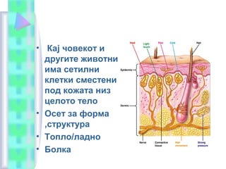 • Кај човекот и
другите животни
има сетилни
клетки сместени
под кожата низ
целото тело
• Осет за форма
,структура
• Топло/ладно
• Болка
 