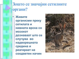 Зошто се значајни сетилните
органи?
• Живите
организми преку
сетилата и
нивната врска со
мозокот
дознаваат што се
случува во
надворешната
средина и
реагираат на
соодветен начин
 