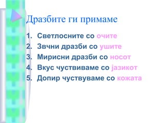 Дразбите ги примаме
1. Светлосните со очите
2. Звчни дразби со ушите
3. Мирисни дразби со носот
4. Вкус чуствиваме со јазикот
5. Допир чуствуваме со кожата
 