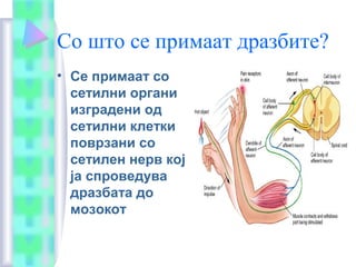 Со што се примаат дразбите?
• Се примаат со
сетилни органи
изградени од
сетилни клетки
поврзани со
сетилен нерв кој
ја спроведува
дразбата до
мозокот
 