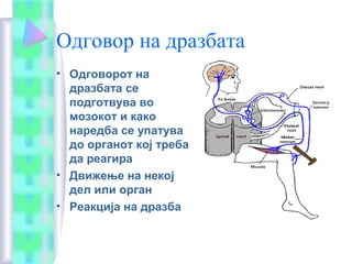 Одговор на дразбата
• Одговорот на
дразбата се
подготвува во
мозокот и како
наредба се упатува
до органот кој треба
да реагира
• Движење на некој
дел или орган
• Реакција на дразба
 