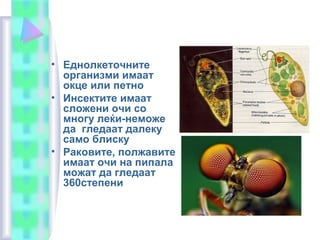 • Еднолкеточните
организми имаат
окце или петно
• Инсектите имаат
сложени очи со
многу леќи-неможе
да гледаат далеку
само блиску
• Раковите, полжавите
имаат очи на пипала
можат да гледаат
360степени
 