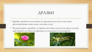 ДРАЗБИ
• Дразби-промени на условите во средината на кои се осетливи
растенијата(светлина, влага, топлина и др.)
• Кај растенијата дразбите ги прима осетлива клетка (или група клетки)
која најчесто се наоѓа на врвовите на изданокот и на коренот.
 