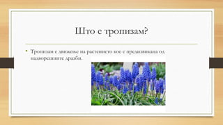 Што е тропизам?
• Тропизам е движење на растението кое е предизвикана од
надворешните дразби.
 