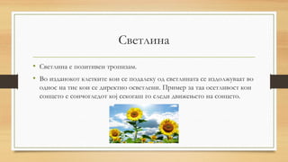 Светлина
• Светлина е позитивен тропизам.
• Во изданокот клетките кои се подалеку од светлината се издолжуваат во
однос на тие кои се директно осветлени. Пример за таа осетливост кон
сонцето е сончогледот кој секогаш го следи движењето на сонцето.
 