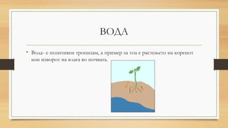 ВОДА
• Вода- е позитивен тропизам, а пример за тоа е растењето на коренот
кон изворот на влага во почвата.
 